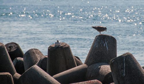 Foki maja towarzystwo roznych ptakow jak mewy,kormorany i tp.. #foki #seehunde #robben #morze #wyspy #helgoland