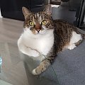 fiona
