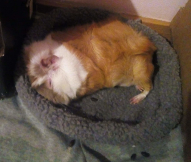 Słodki sen przyjętej do stada piątej dziewczynki