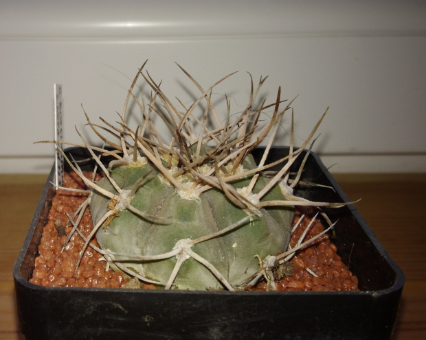 Gymnocalycium castellanosii ssp. bozsigianum v. nova CH 1257