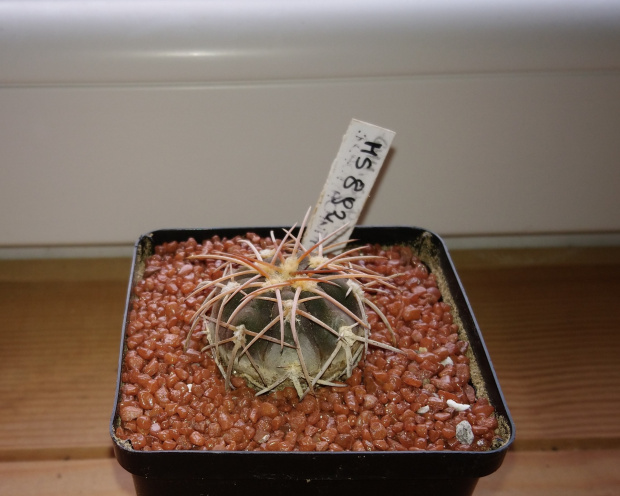 Gymnocalycium spegazzinii v. punillense MS 892