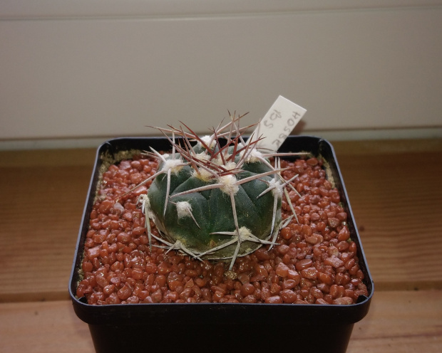 Gymnocalycium weissianum Bozsing