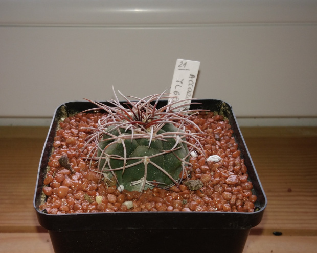 Gymnocalycium accorugatum IL 69