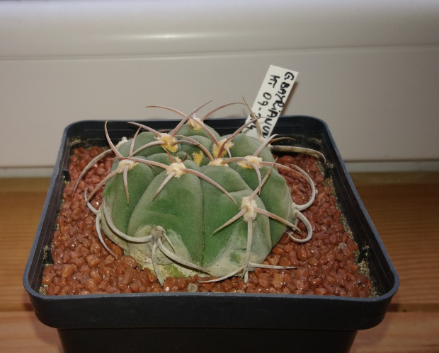 Gymnocalycium bayrianum MT 07-314