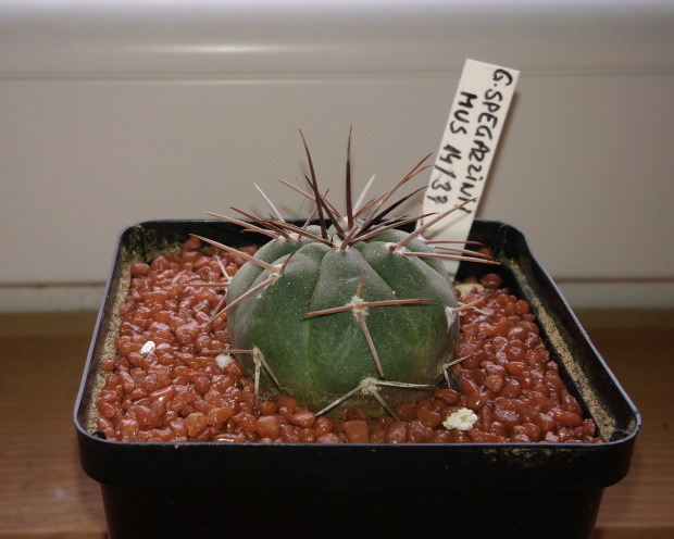 Gymnocalycium spegazzinii Mus 14/L37