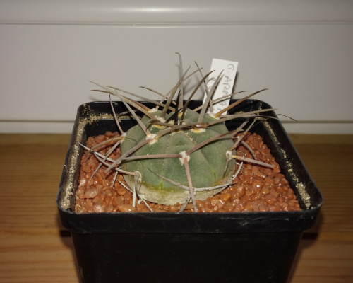 Gymnocalycium cardenasianum ssp. armatum VS 579