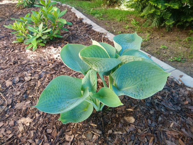 Hosta Abiqua Drinking Ground