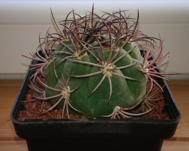 Gymnocalycium saglionis JO 803/1