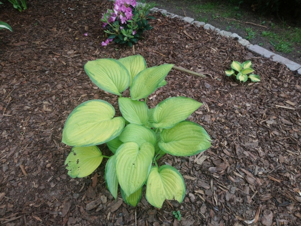 Hosta Sheila West