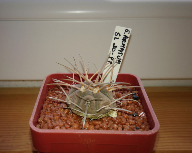 Gymnocalycium cardenasianum ssp. armatum SL 20-99