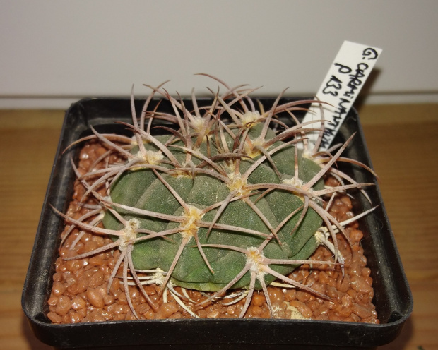 Gymnocalycium carminanthum P 122