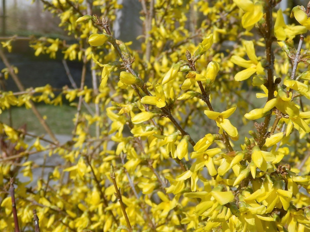 forsycja