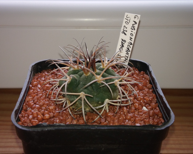 Gymnocalycium pugionacanthum STO 89-238/2