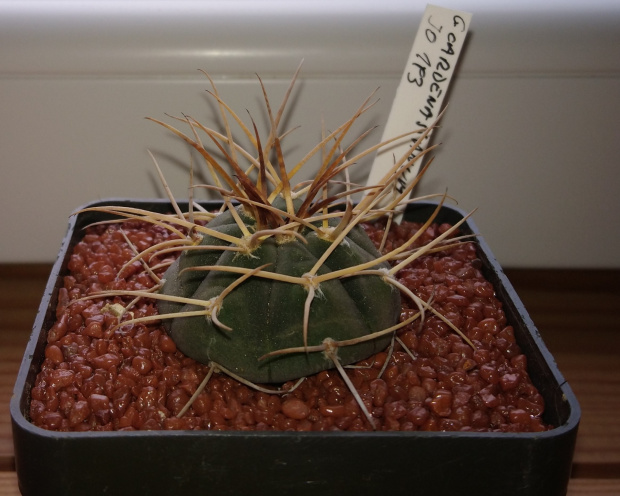 Gymnocalycium cardenasianum JO 193