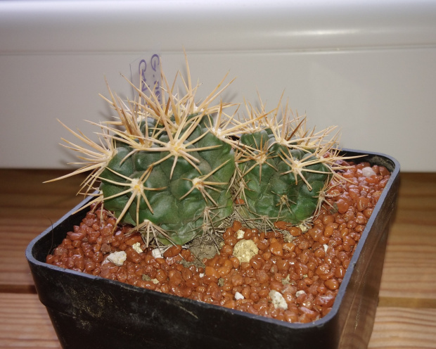 Gymnocalycium neuhuberii GN 89-77/363