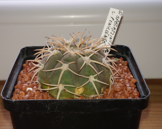 Gymnocalycium spegazzinii ssp. horizonthalonium JN 1172