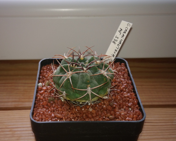 Gymnocalycium carminanthum MT 08-378