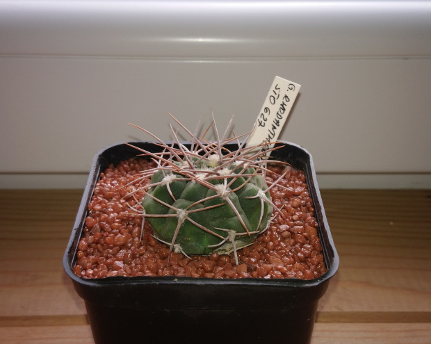 Gymnocalycium rhodantherum STO 627