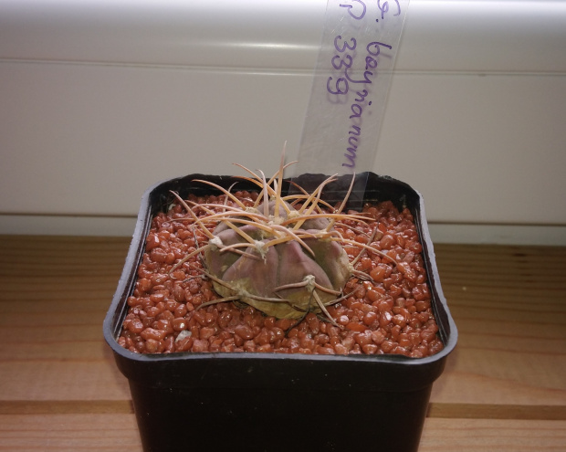 Gymnocalycium bayrianum P 399