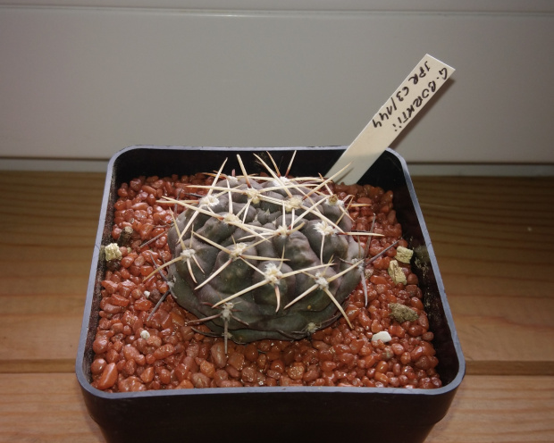 Gymnocalycium borthii JPR 63/144