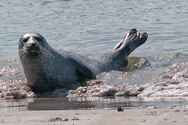 Kolonia Fok(Seehundebänke) przy Helgoland . #helgoland #morze #wyspy #foki #zwierzeta #seehunde