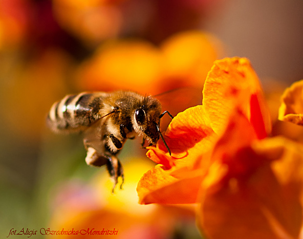 a te fruwaja bez ograniczen..:)
czy ktos wie jak nazywa sie ten kwiat? #pszczoly #kwiaty #ogrody