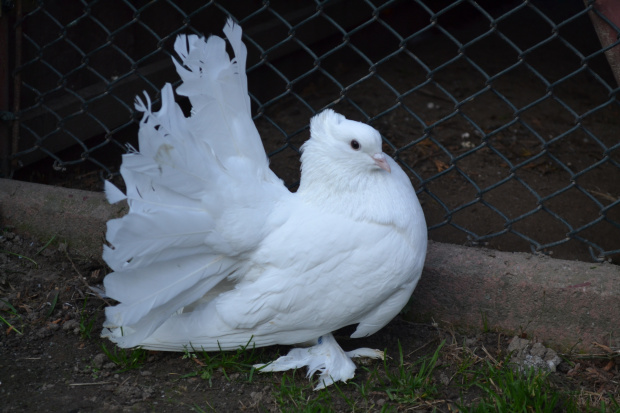 pawiki indyjskie białe ( indische pfautauben weiß )