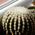 Echinocactus grusoni intermedius