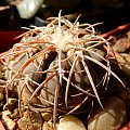 Gymnocalycium spegazzini var. punillense Vs -77