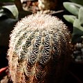 Echinocereus pectinatus albispinus