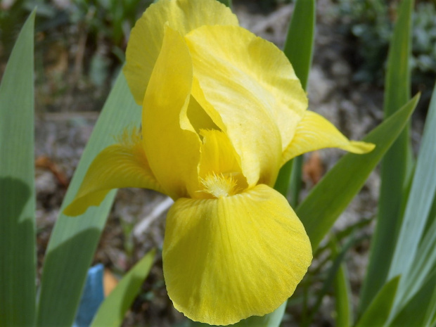 iris brassie