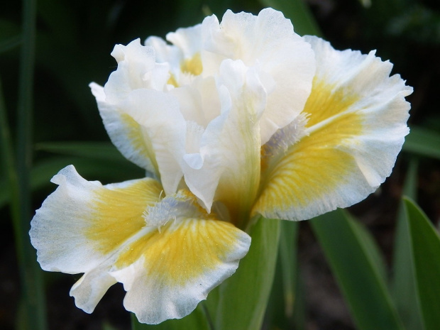 iris captive sun