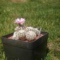 Gymnocalycium bruchii LF 86