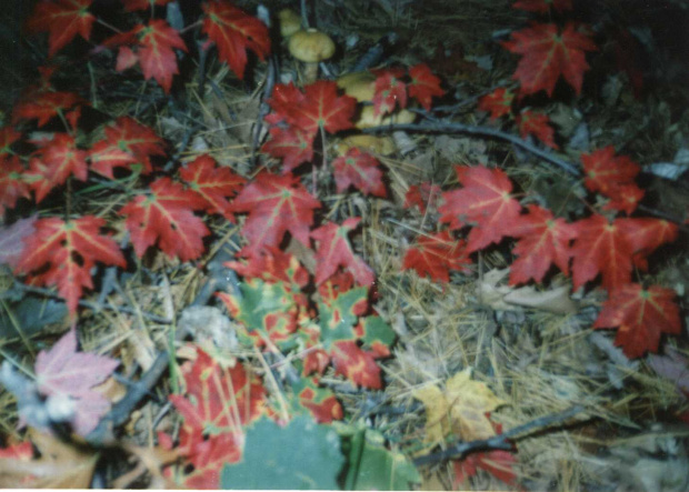 k Kanada 1995 - Klonowe liście