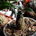 Dorstenia foetida