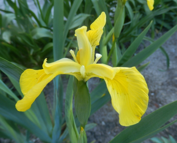 iris pseudoacorus