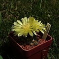 Gymnocalycium andreae P 213