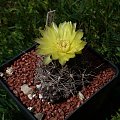 Gymnocalycium andreae v. longispinum WR 108