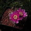 Gymnocalycium neuhuberii GN 89-77/363