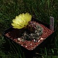 Gymnocalycium andreae ssp. nova CH 1151