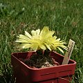 Gymnocalycium andreae P 213