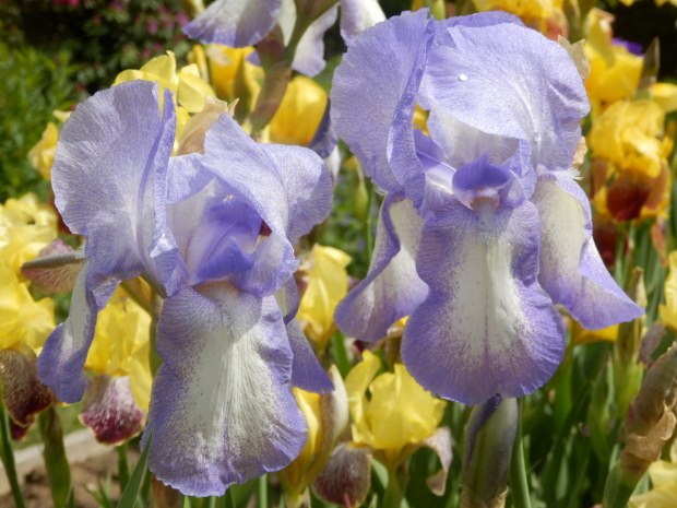 iris blue shimmer