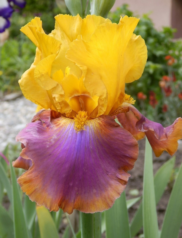 iris megabucks