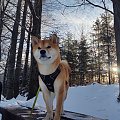 Bisho Go Oaza Shiby #bisho #shibadog #shibaken #shibainu #shibainustagram shibainupuppy #weloveshibainu #pieseł #shibamania #dog #shibainustagram #instadog #instashiba #_shibainulove_ #bisho #bishoshibainu #shibainubisho #bishogooazashiby