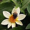 #kawiaty #natura #macro #macrophotography #flowers #nature #pszczola #bee