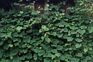 #ogrod #garden #nature #natura