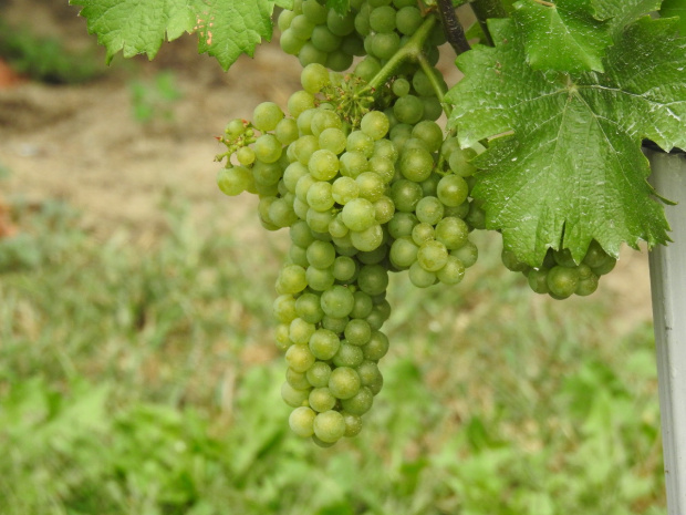 Sauvignon Kretos 1