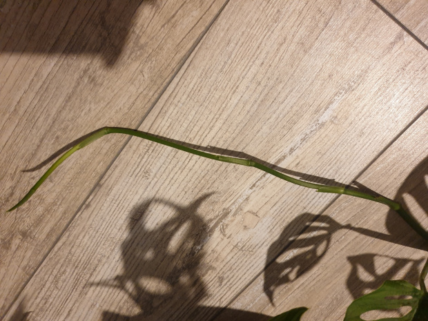 monstera1