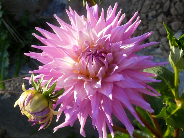 pink jupiter