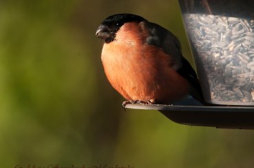juz nadszedl czas, by otworzyc ptasie stolówki,i inne: https://alicjaszrednickamondr.com/blog-2/ #ptaki #gile #dompfaf #zdjecia #fotos #przyroda #natura